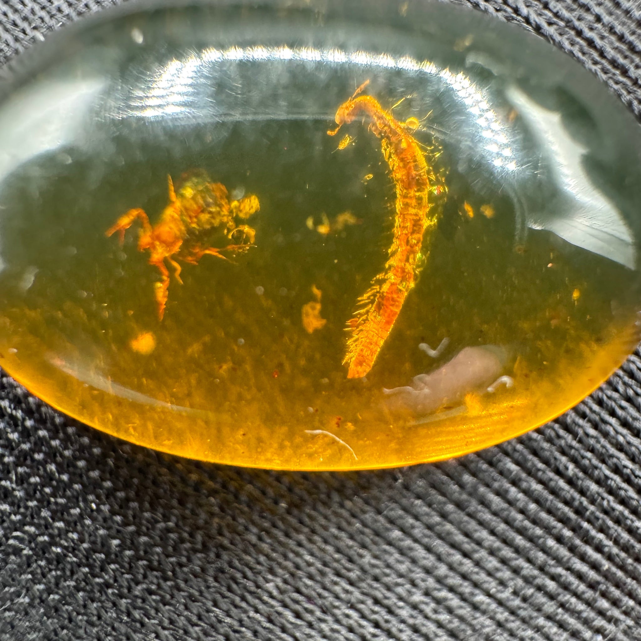 Amber Cabochon - 1.526g