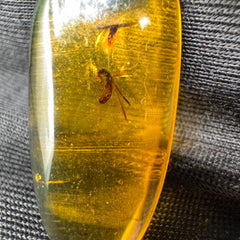 Amber Cabochon - 1.707g