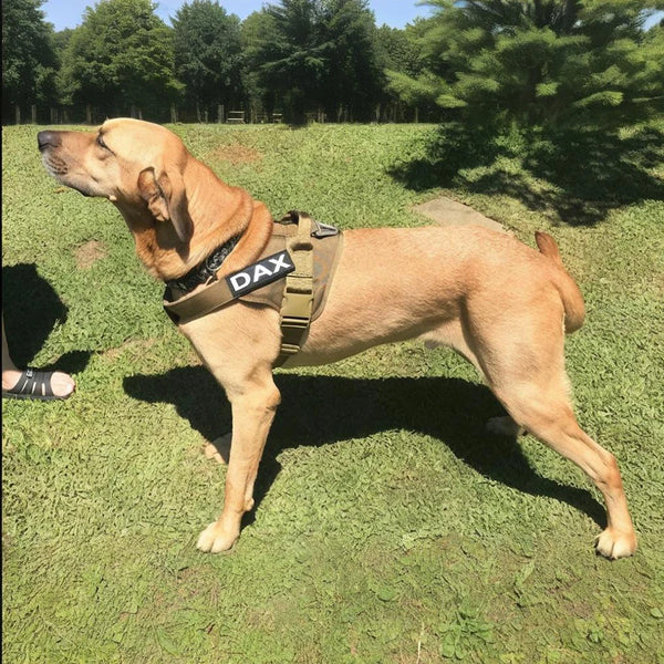 Tactical Dog Vest Training Military Patrol Service Dog Harness Adjustable Nylon Dog Harness with Handle Dog Summer Clothes