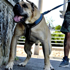 BESTIA DOG SPORT GripPro Heavy Duty Harness