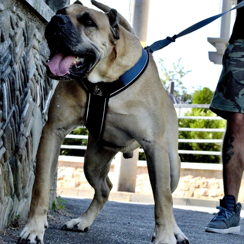 BESTIA DOG SPORT GripPro Heavy Duty Harness