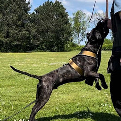 BESTIA DOG SPORT GripPro Heavy Duty Harness