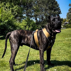 BESTIA DOG SPORT GripPro Heavy Duty Harness