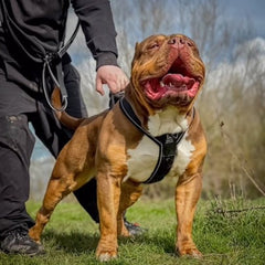 BESTIA DOG SPORT GripPro Heavy Duty Harness