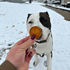 Snack Stuffers Mini Dog Treat Bags