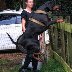 BESTIA DOG SPORT GripPro Heavy Duty Harness